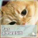 부산종합동물병원 | [부산종합동물병원] 고양이 하부요로질환 : FUS