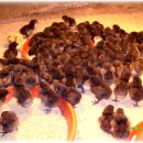 소사목장 이미지