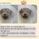 맘스동물의료센터 이미지