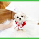 보성이탈리안그레이하운드 이미지