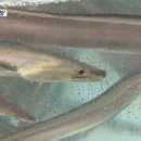 청송횟집 이미지