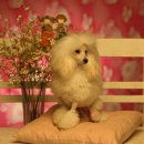 펫러브 - 8968 | 펫러브