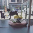 (주) 하늘펫 이미지