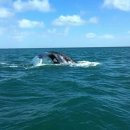 고래의꿈 이미지