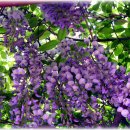 돼지가좋은세상 이미지