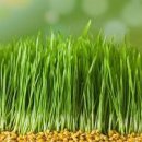 새싹보리 효능 부작용 해독주스 새싹보리차 이미지