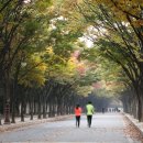 느티나무길 이미지