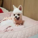 이쁘개 이쁘개 이미지