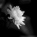 리차드 정규덕님 부친상 이미지