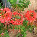 배낭바위민박 이미지