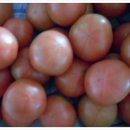 유기농토마토 .대추방울토마토 3차 이미지