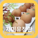 자미유정란 이미지