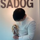 사비켄넬 이미지