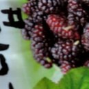 흰돌농장 이미지