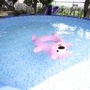 퍼피스프링 이미지