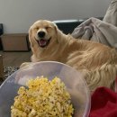 웃는강아지 이미지