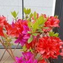 또바기콘도 이미지