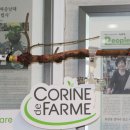 돈아 돈아 우야