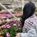 대바늘 가디건뜨기 Flower shawl cardigan * 용인 분당 뜨개공방 이미지