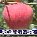 주산지애플 이미지