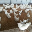 현성농장 이미지