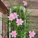 전산옥민박 이미지