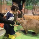 신화점 | 비 오는 날에도 즐길 수 있는 제주가볼만한곳, 모모쥬동물원 제주신화점 후기