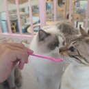 설렘고양이카페 이미지