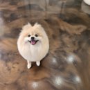 다이아몽 이미지