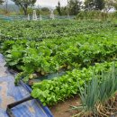 우두하리길 이미지