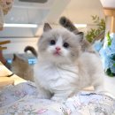 미오미오 고양이분양 | 🐾 마포고양이분양 후기 미오미오고양이분양✨