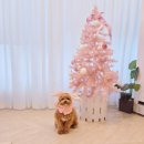 포더독스 강아지 강서 마곡점 | 서울 강아지 셀프사진관 3355스튜디오 마곡 단독으로 즐기는 강아지 셀프촬영 후기