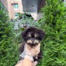 하운드광주하남 이미지