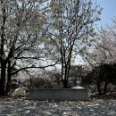 안성비봉산 캠핑장 | 용인, 안성 비봉산 캠핑장 방문 후기 ㅣ 벚꽃 캠핑장