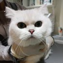 예뻐질고양 이미지