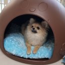 홍상희동물병원 이미지