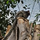 개들의왕국 | 고베 동물왕국 후기｜비 오는 날 가기 좋은 고베 실내 관광지 (입장료·가는법)