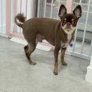 이뻐질개 애견미용실 | 강아지의 행복을 최우선으로! 김해 애견미용 1:1 케어