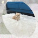 장평펫샵(장평동물병원) | 부산 강아지분양 펫샵 불신 깨부순 프렌치불독 만남!