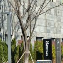 도미니클라바 이미지