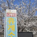 _나루터로2-10 | 남해 벚꽃 명소, 나루터휴게소 &amp; 다랭이마을 유채꽃까지 일석이조!