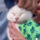 [대박힐링영상] 아기 고양이 귀 청소+발톱깎기 이미지