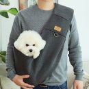 토토애견 이미지