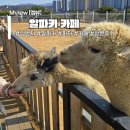 알파카 카페 파차 내돈내산 방문기 (영상有)