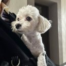 열린동물병원 | 부천 조규만 외과 동물 병원 슬개골 수술 후기 #3 (양측 3기/ 수술 후 두 번째 &amp; 세 번째 내원 후기)