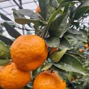 은파농장 이미지