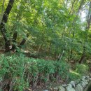 우면산3-18 | ♤우면산 무장애 숲길♤9.5금