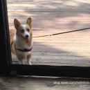 도기스쿨(doggy school) | [리뷰] 해운대 반려견 유치원, 행동 교정 산책 훈련 앨리스 도기 스쿨 (앨리스 유치원)