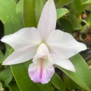 Cattleya (C.)Kiritsubo 'Meg' ( C. alaori × C. nobilior ) 이미지