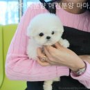 광주강아지분양 애견분양 마마스미독 광주점 | 애견분양 마마스미독 광주점 특별하고 차별화된 서비스를 제공하는 업체